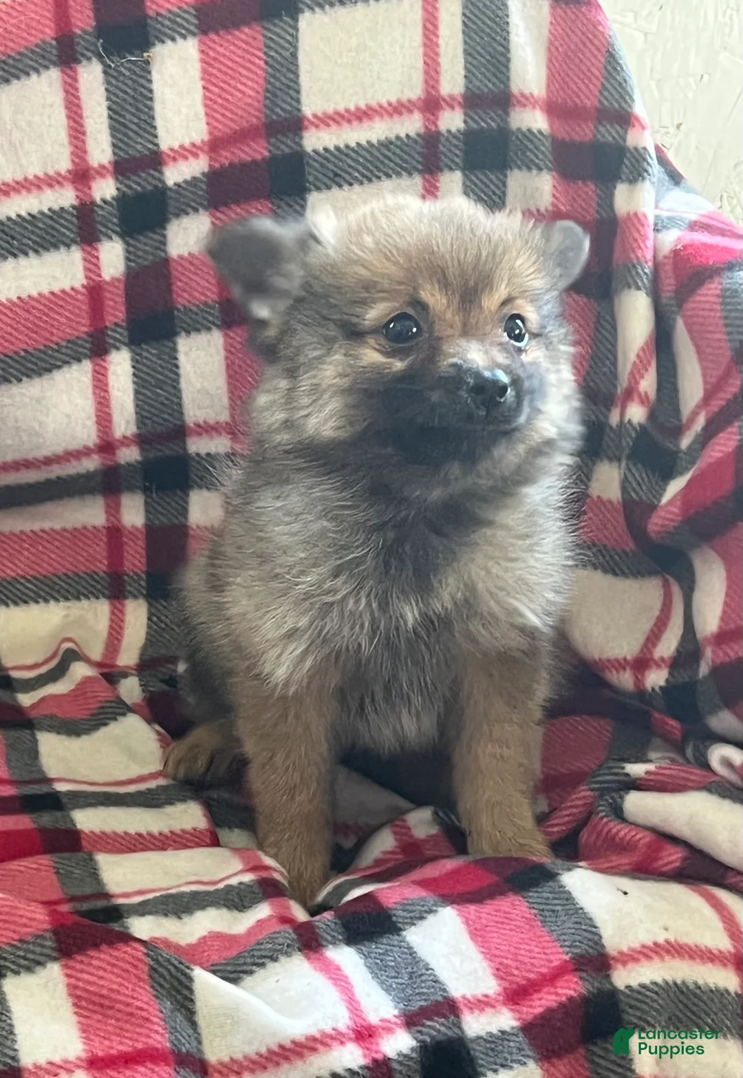 Pomeranian dogs for sale: Marlene - Ad 2