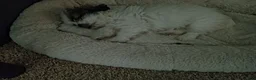Shih Tzu dogs for sale: Shih Tzu Puppy 2 'Hope' - Ad 5