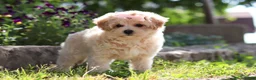Maltipoo dogs for sale: Penny - Ad 9
