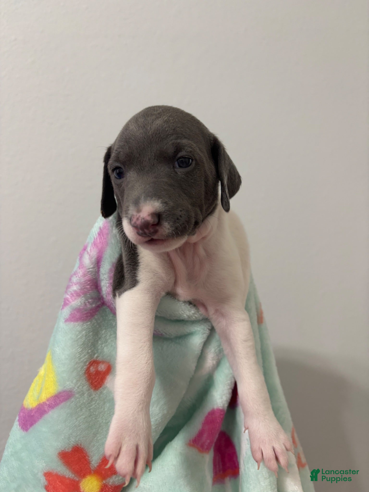 Italian Greyhound dogs Italian Greyhound 3 - Ad 4