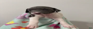 Italian Greyhound 3