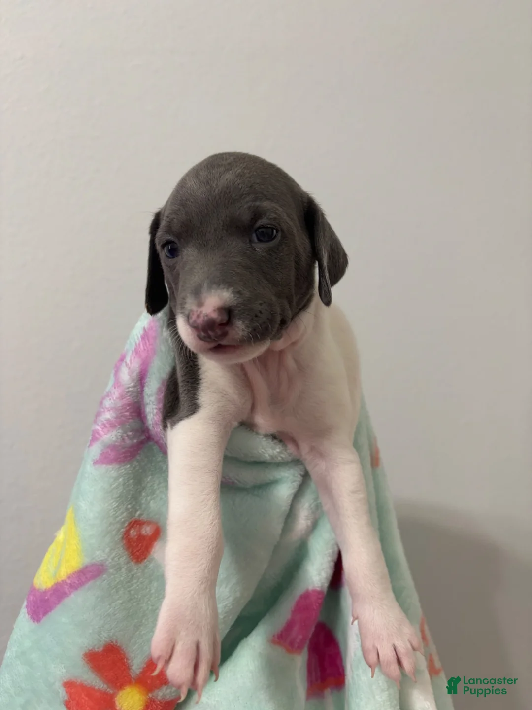 Italian Greyhound dogs for sale: Italian Greyhound 3 - Ad 1