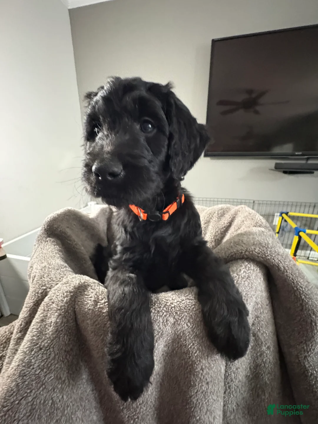 Goldendoodle dogs for sale: Goldendoodle Puppy 2 - Ad 1