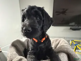 Goldendoodle dogs Goldendoodle Puppy 2 - Ad 5