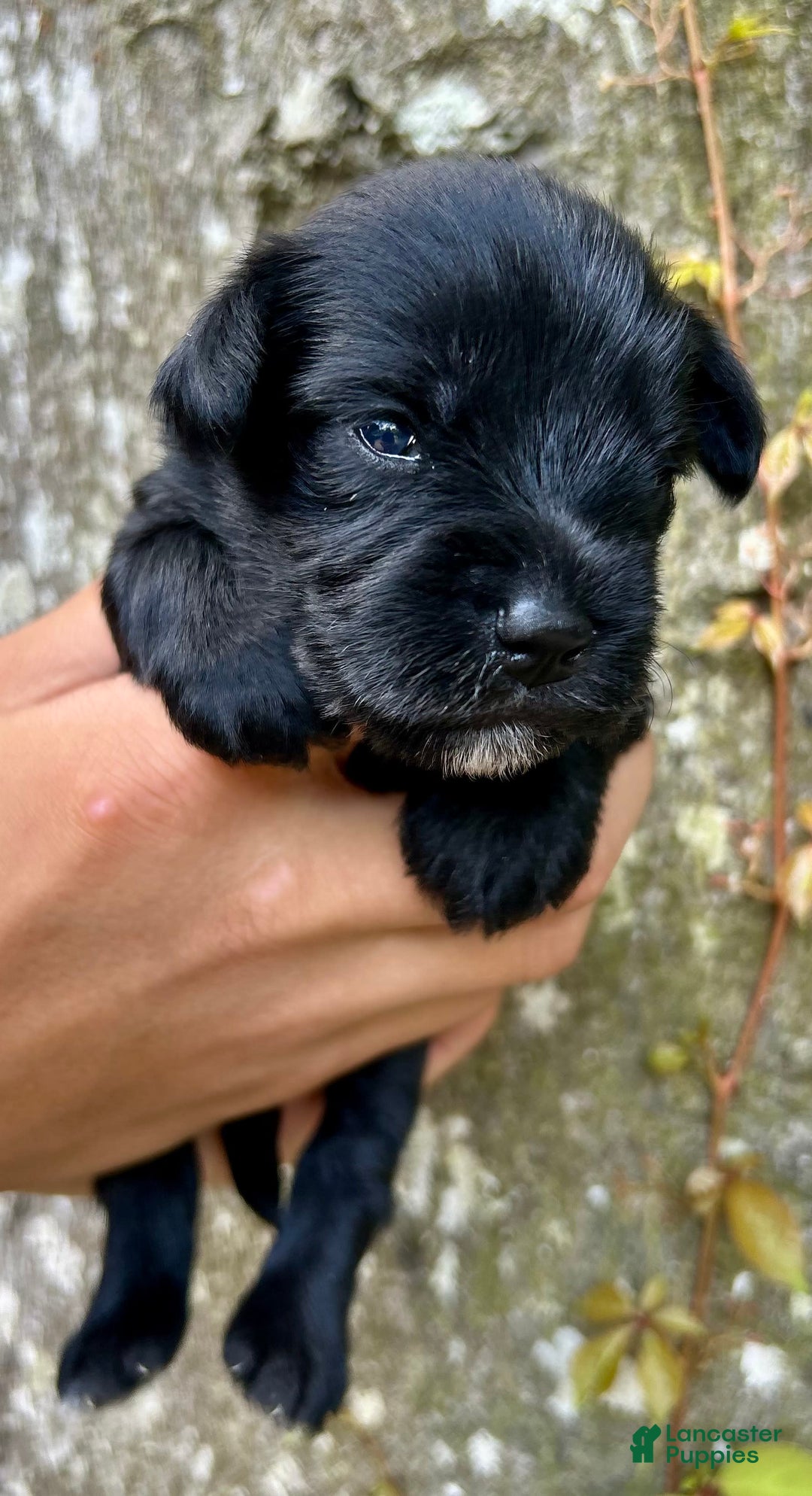 Miniature Schnauzer dogs for sale: Buddy - Ad 8