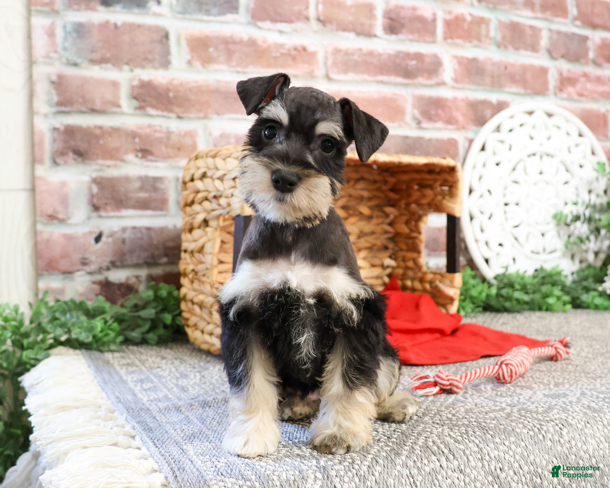 Miniature Schnauzer dogs Katherine - Ad 39