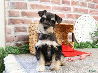 Miniature Schnauzer dogs Katherine - Ad 10