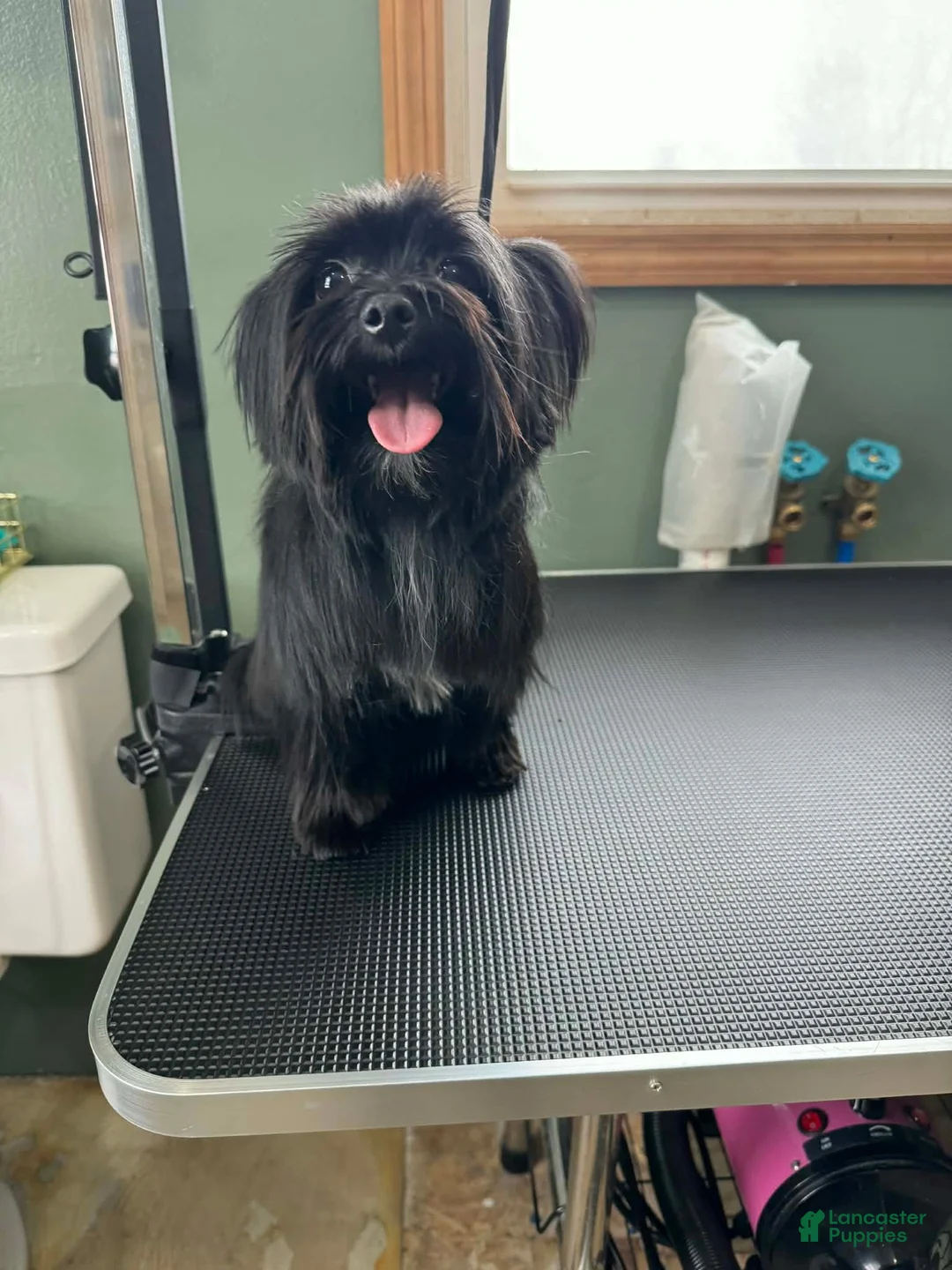 Yorkshire Terrier dogs for sale: Rudy KB Black Stud - Ad 2