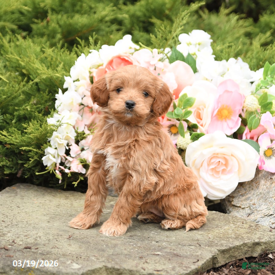Mini Goldendoodle dogs Scarlet - Ad 1