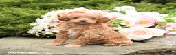 Mini Goldendoodle dogs for sale: Scarlet - Ad 1