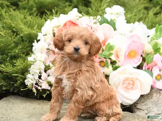 Mini Goldendoodle dogs for sale: Scarlet - Ad 4