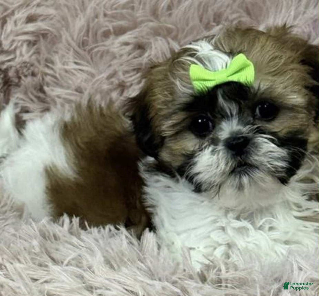Shih Tzu dogs for sale: Claire - Ad 1