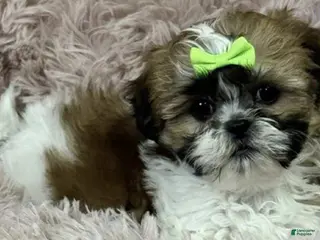 Shih Tzu dogs Claire - Ad 12