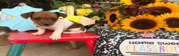 Jack Russell Terrier dogs for sale: Beauty - Ad 4