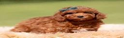 Toy Poodle dogs for sale: Muffin AKC - Ad 3