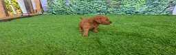 Goldendoodle dogs for sale: Millie - Ad 5