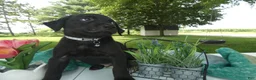 Sheprador dogs for sale: Sheprador 1 Casper - Ad 4