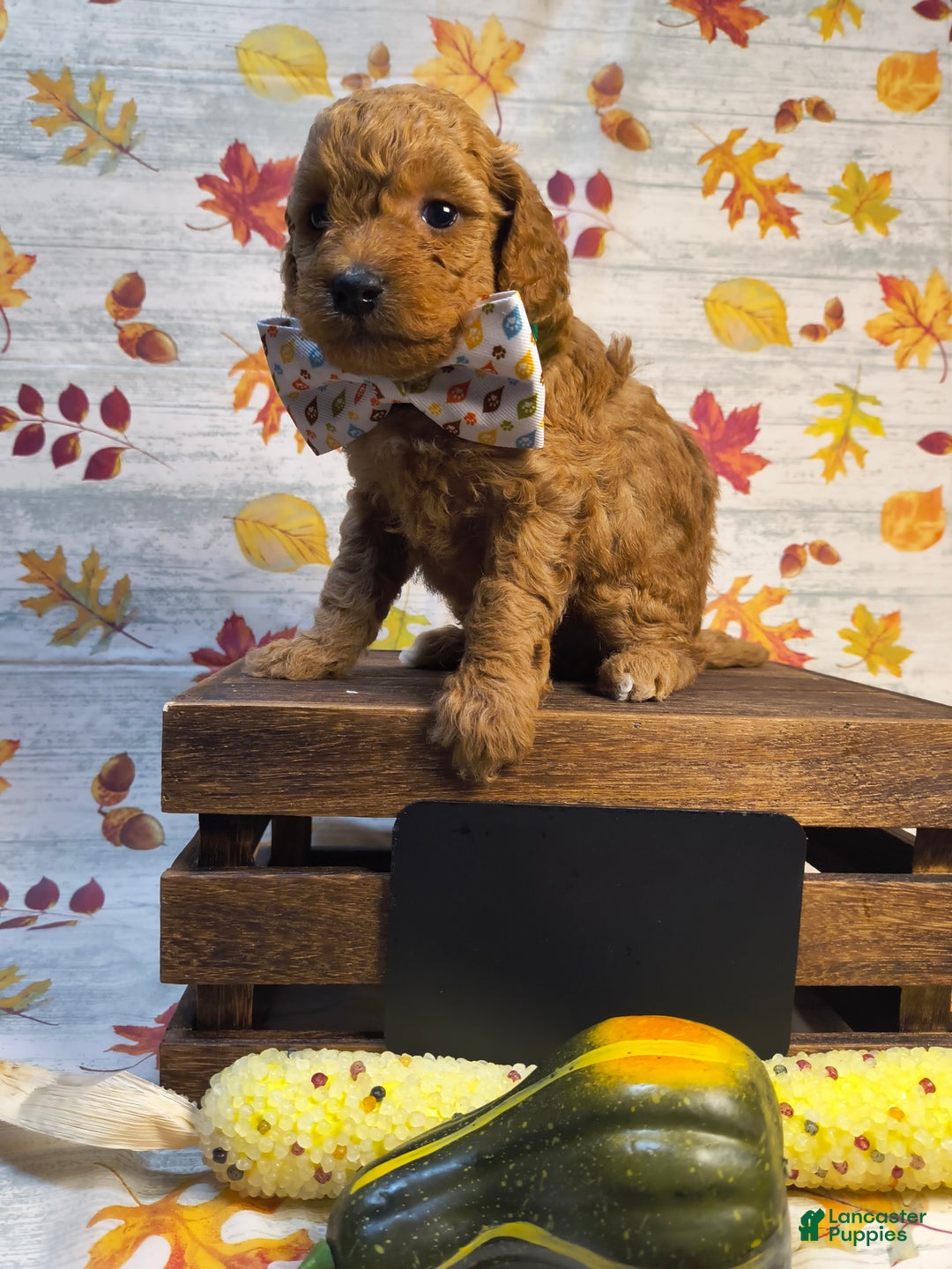 Mini Goldendoodle dogs for sale: Oatley  - Ad 2