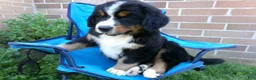 Bernese Mountain Dog dogs for sale: Trinity - Ad 4