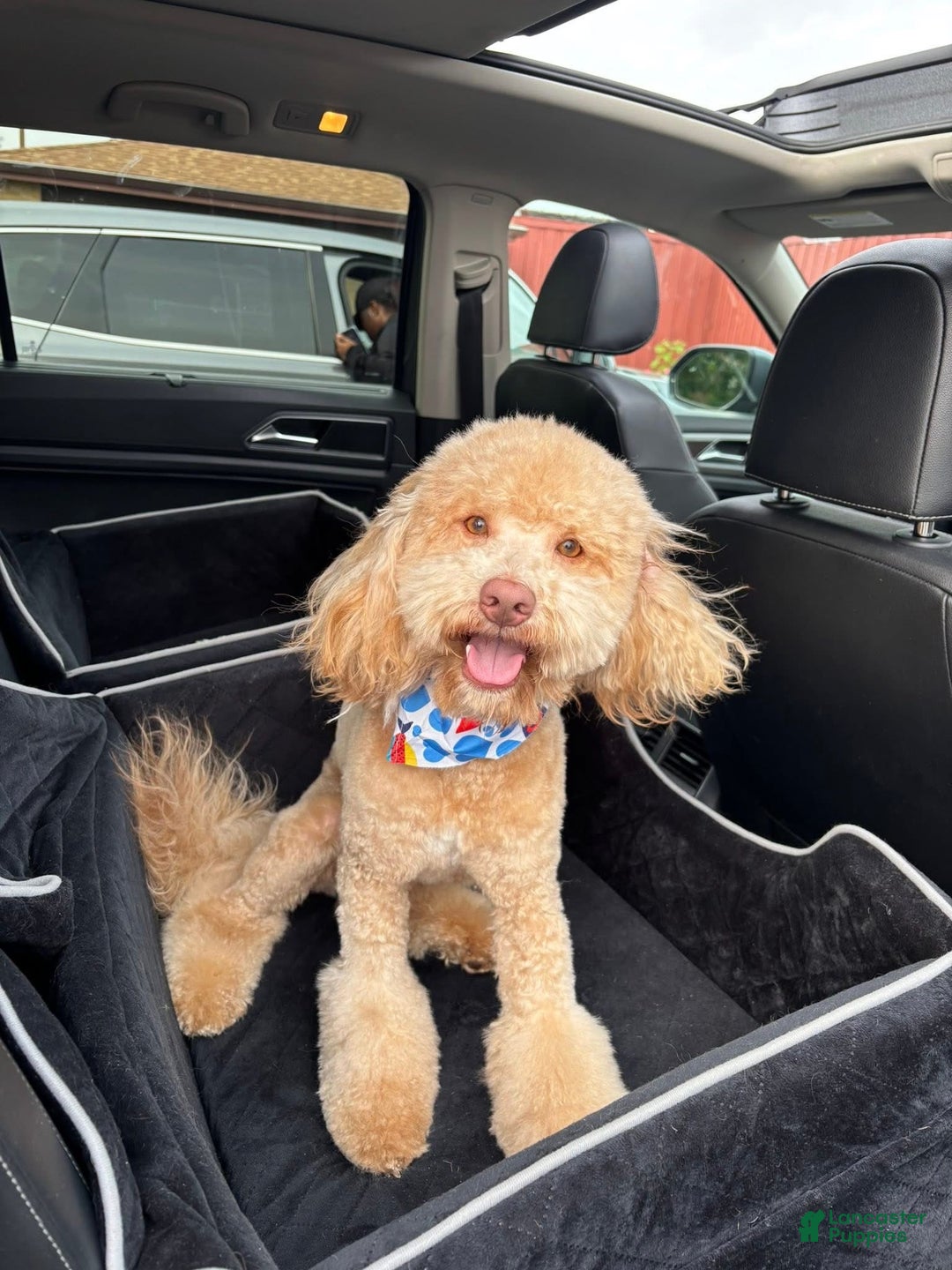 Mini Goldendoodle dogs for stud: Stud Service  - Ad 4