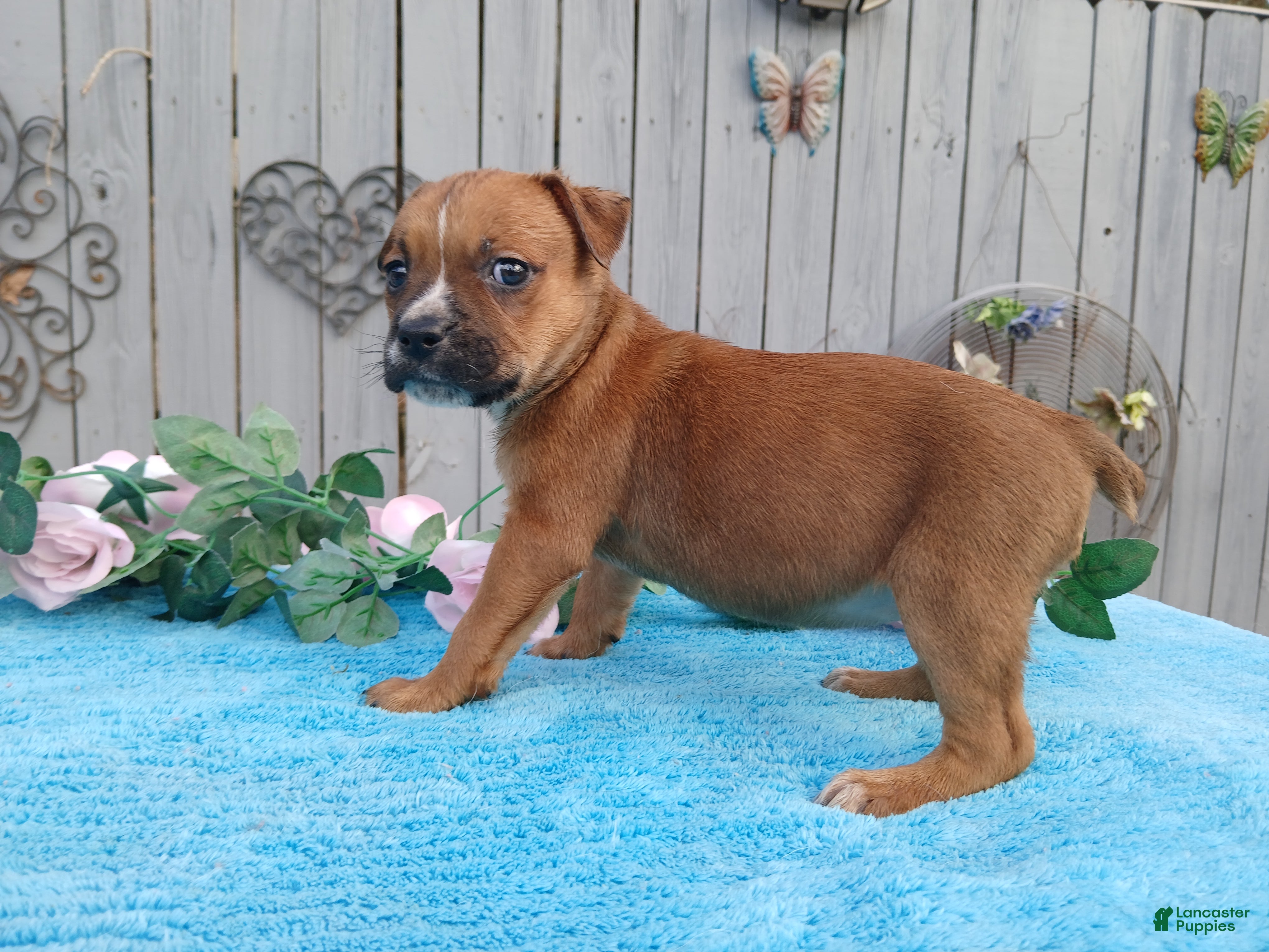 Mixed Breed dogs 1/2 BlueHeeler 1/2 Bulldog, Nationwide delivery  - Ad 3