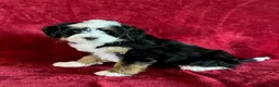 Mini Bernedoodle dogs for sale: Bella - Ad 4