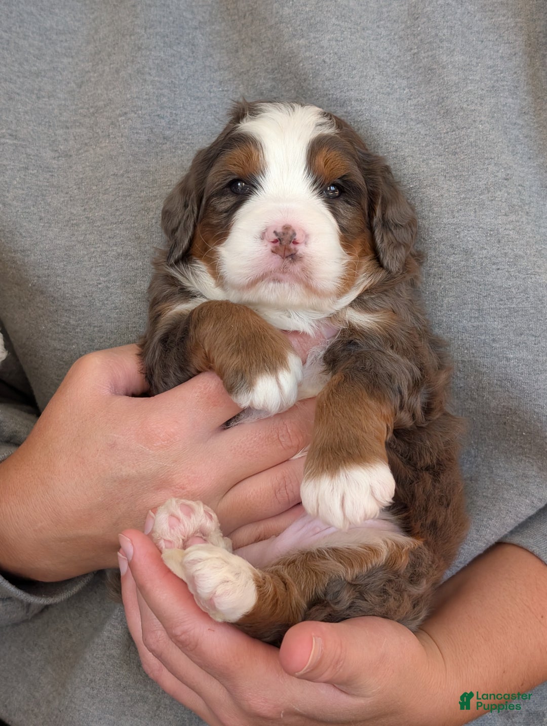 Mini Bernedoodle dogs for sale: Mini Marlo  - Ad 15