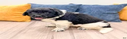 Newfoundland dogs for sale: Sadie - Ad 4