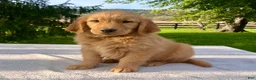Golden Retriever dogs for sale: Jackson - Ad 3