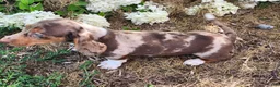 Miniature Dachshund dogs for sale: Bentley  - Ad 17