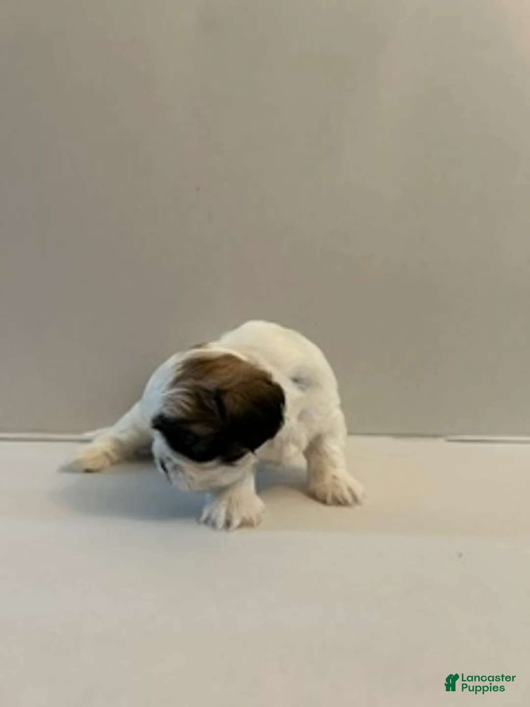 Shih Tzu dogs for sale: Shih Tzu 1 baby boy blue - Ad 2