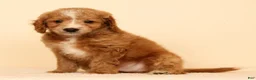 Mini Goldendoodle dogs for sale: Mason - Ad 7