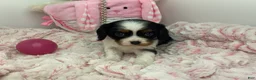 Cavalier King Charles Spaniel dogs for sale: Kathy - Ad 5