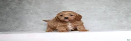 Cavapoo dogs for sale: Milo - Ad 2
