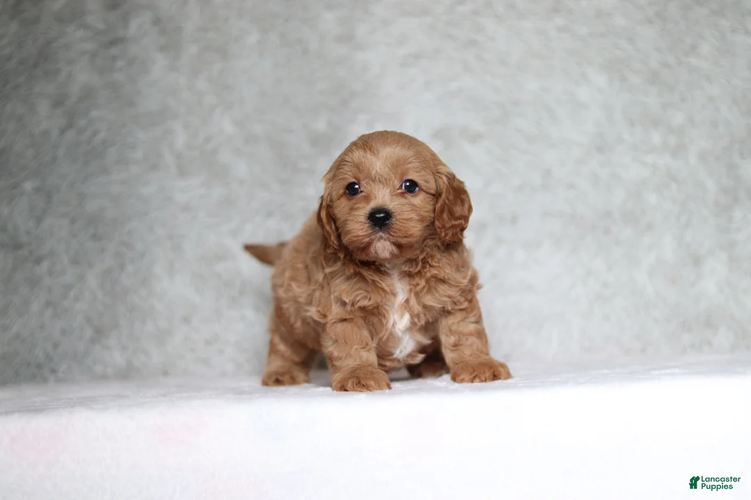 Cavapoo dogs for sale: Milo - Ad 2