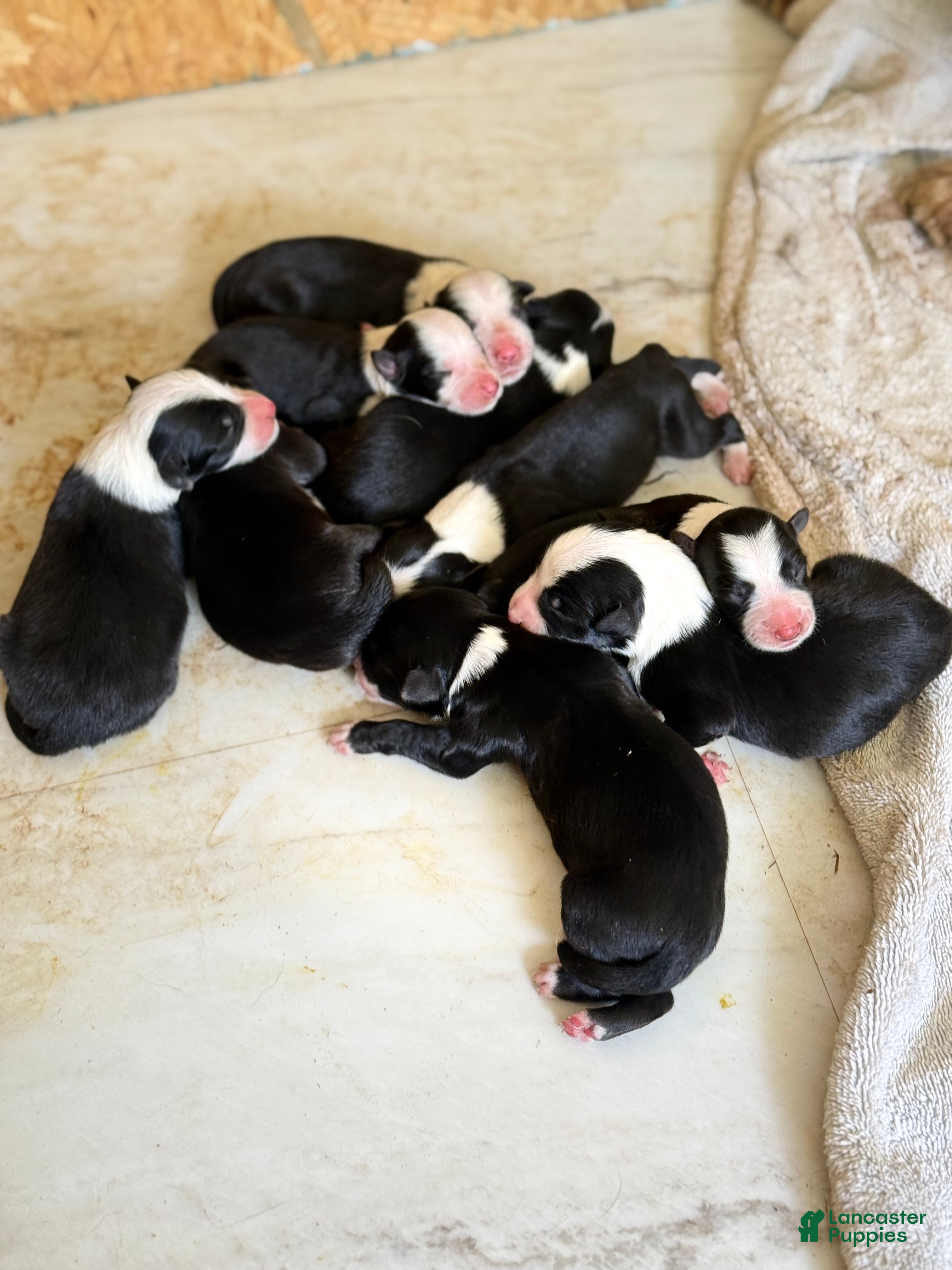 Border Collie dogs for sale: Border Collie 7 - Ad 2