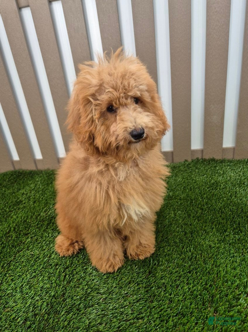 Miniature Poodle dogs for sale: Gus Miniature Poodle  - Ad 2