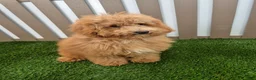 Miniature Poodle dogs for sale: Gus Miniature Poodle  - Ad 2