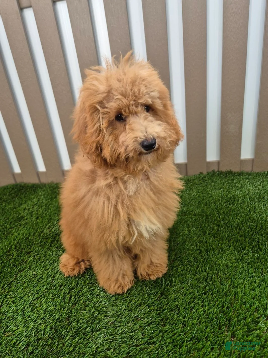 Miniature Poodle dogs for sale: Gus Miniature Poodle  - Ad 2