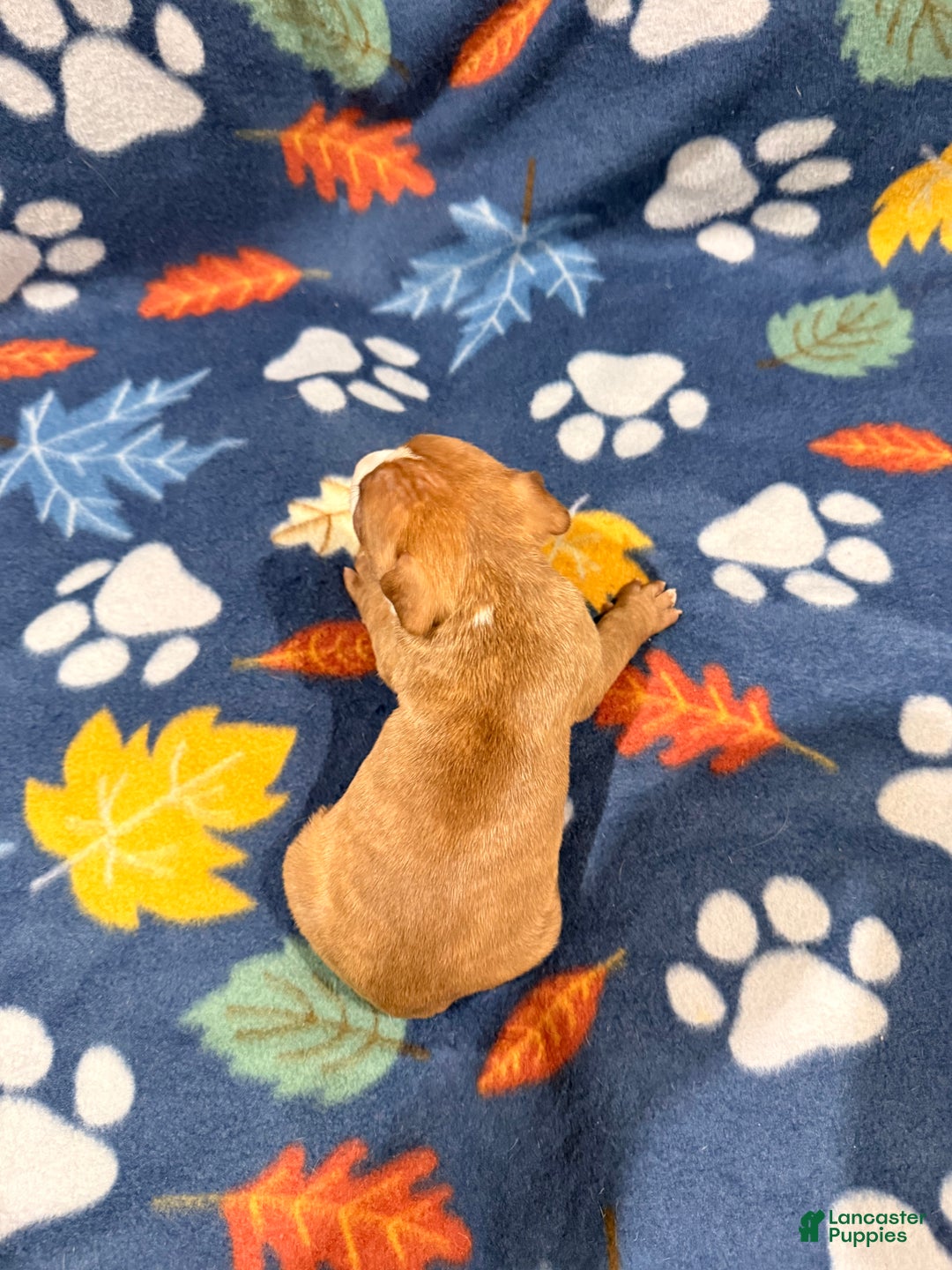 American Bully dogs for sale: American Bully Puppy 5 - Ad 2