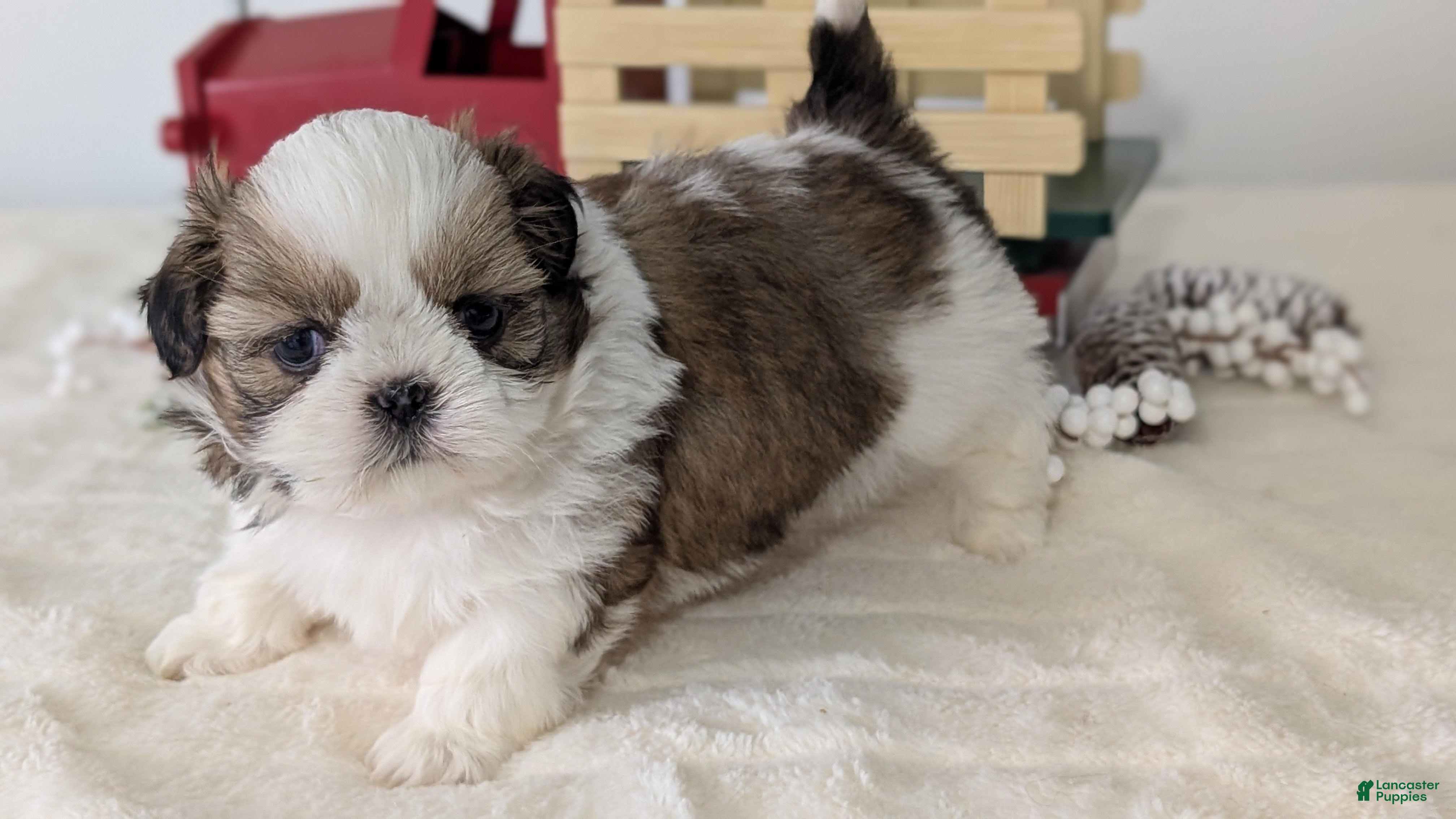 Shih Tzu dogs Tripp  - Ad 13