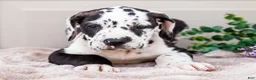 Great Dane dogs for sale: Lilly - Ad 5