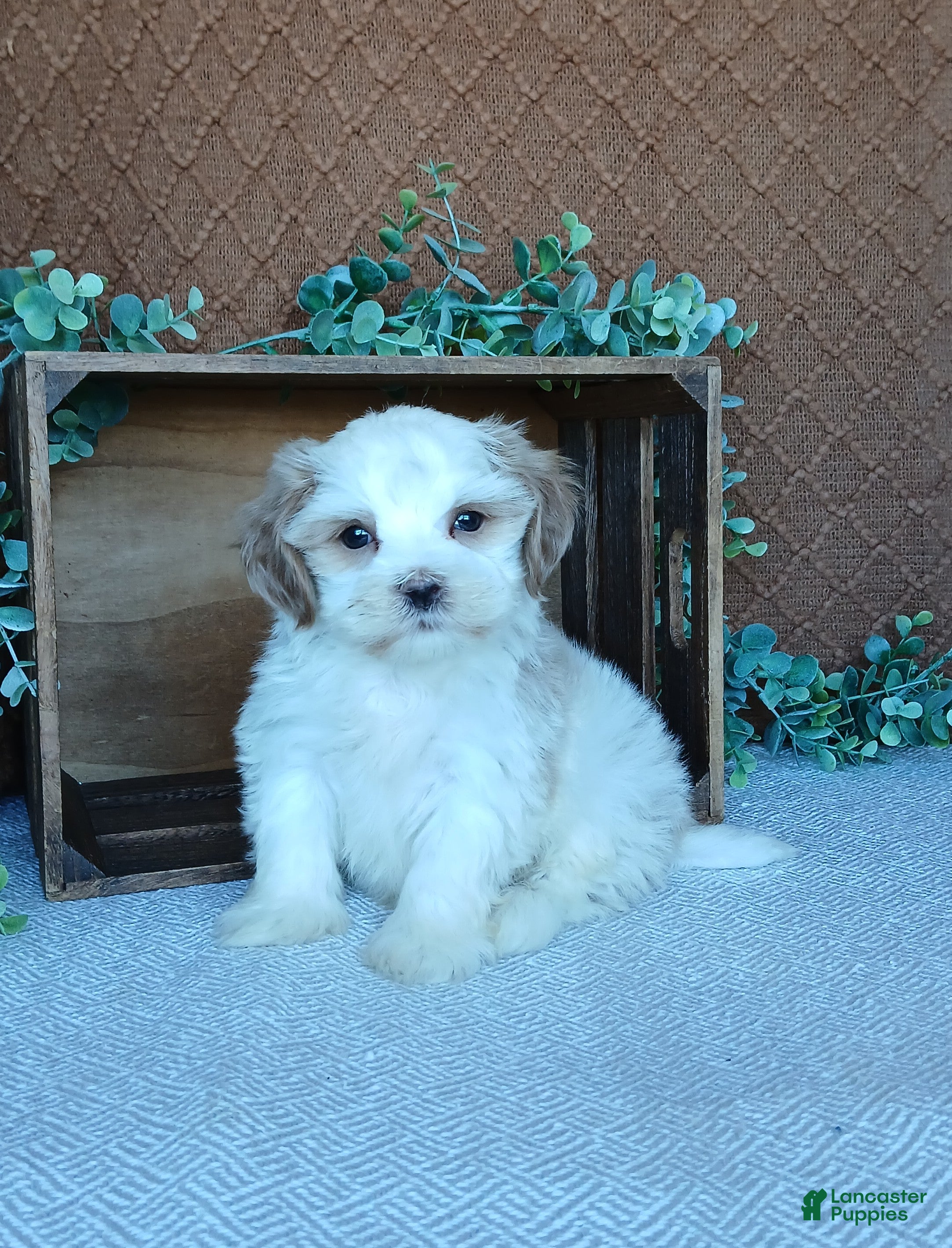 Havanese dogs Phoenix  - Ad 1