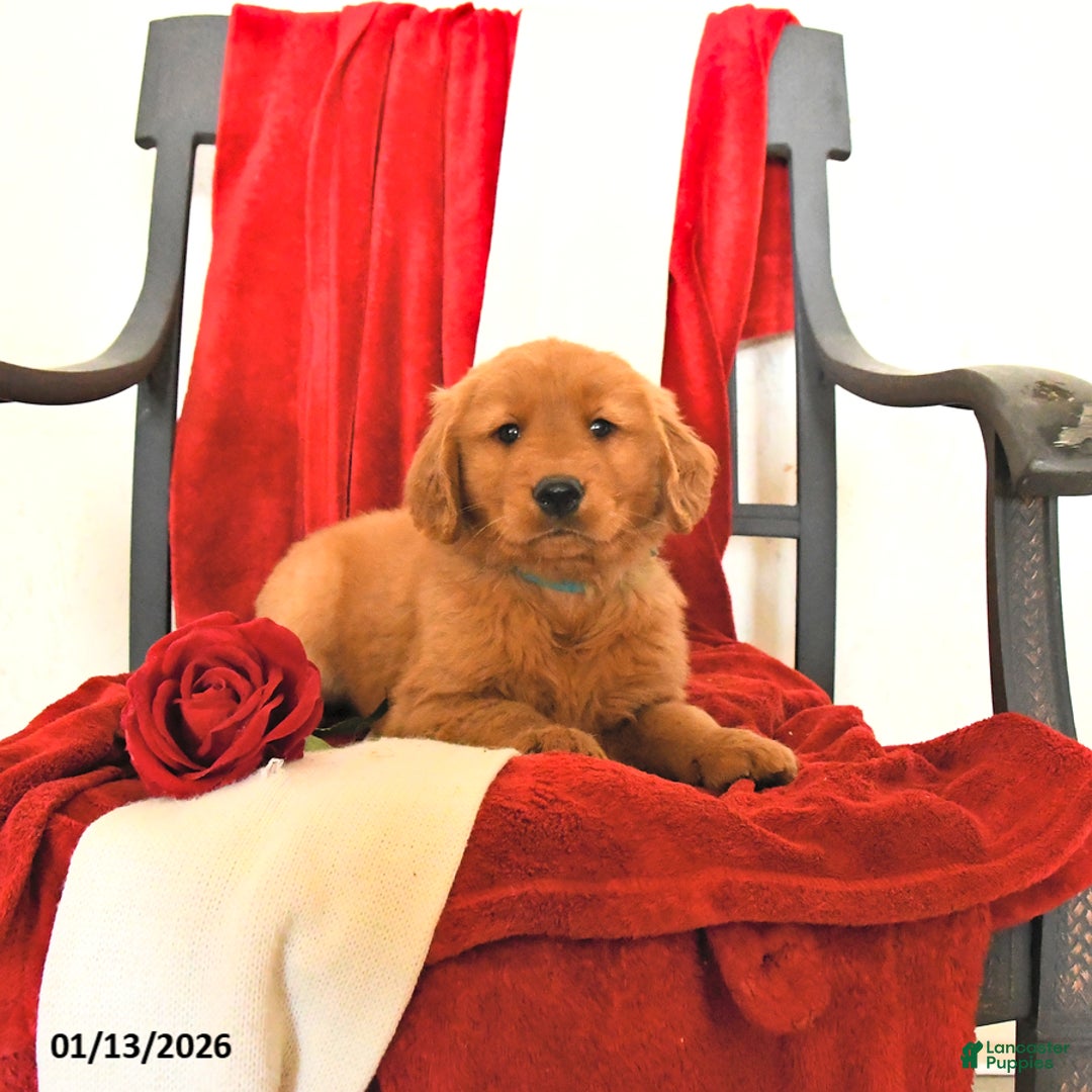 Golden Retriever dogs for sale: Jerry - Ad 1