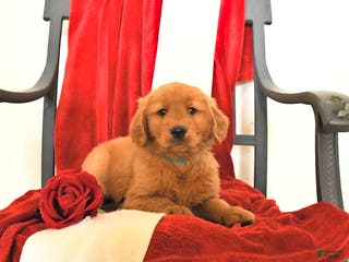 Golden Retriever dogs Jerry - Ad 7