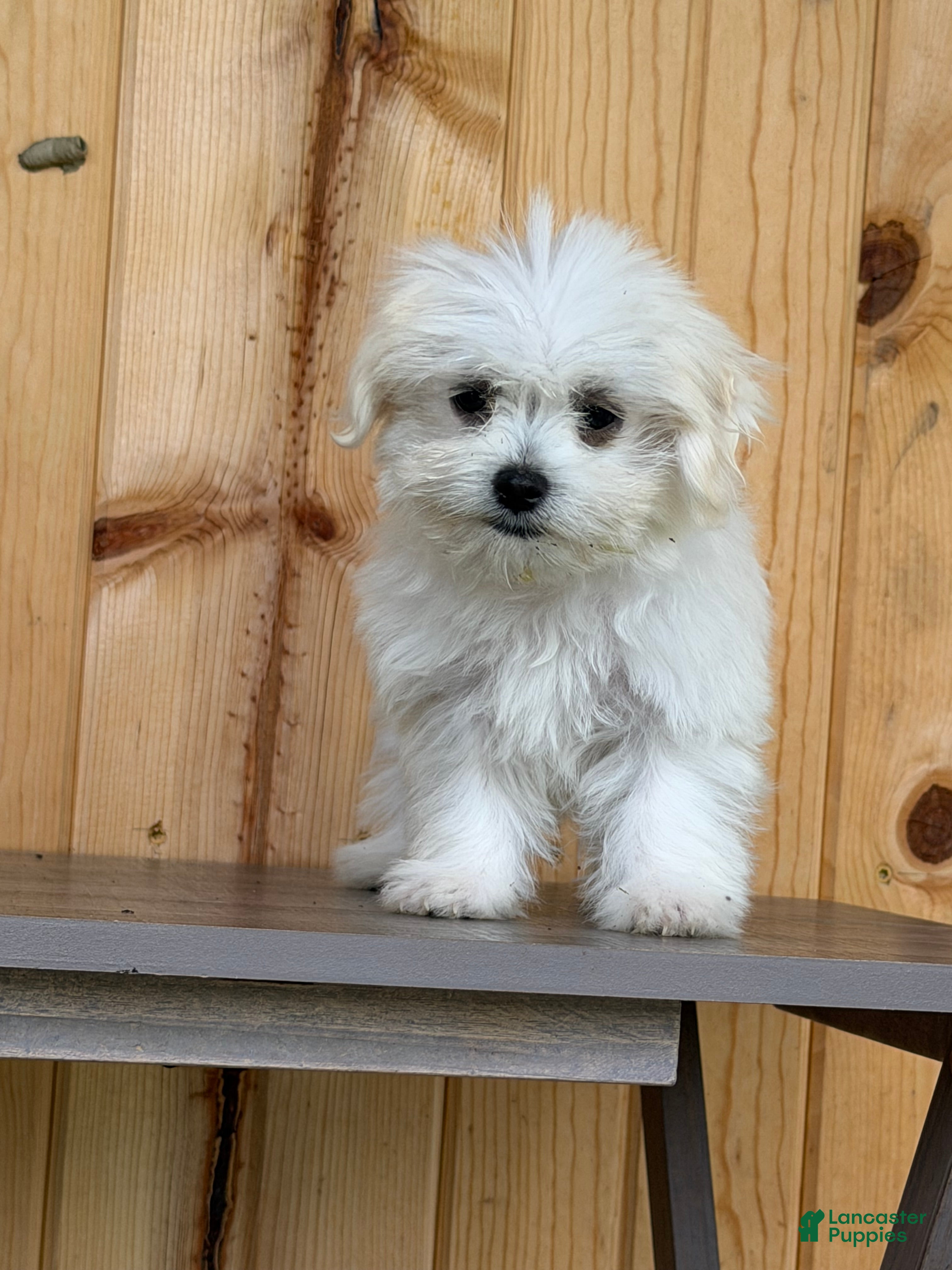 Maltese dogs Twirl - Ad 1