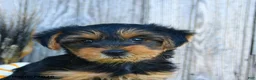 Yorkshire Terrier dogs for sale: Sylvester  - Ad 5