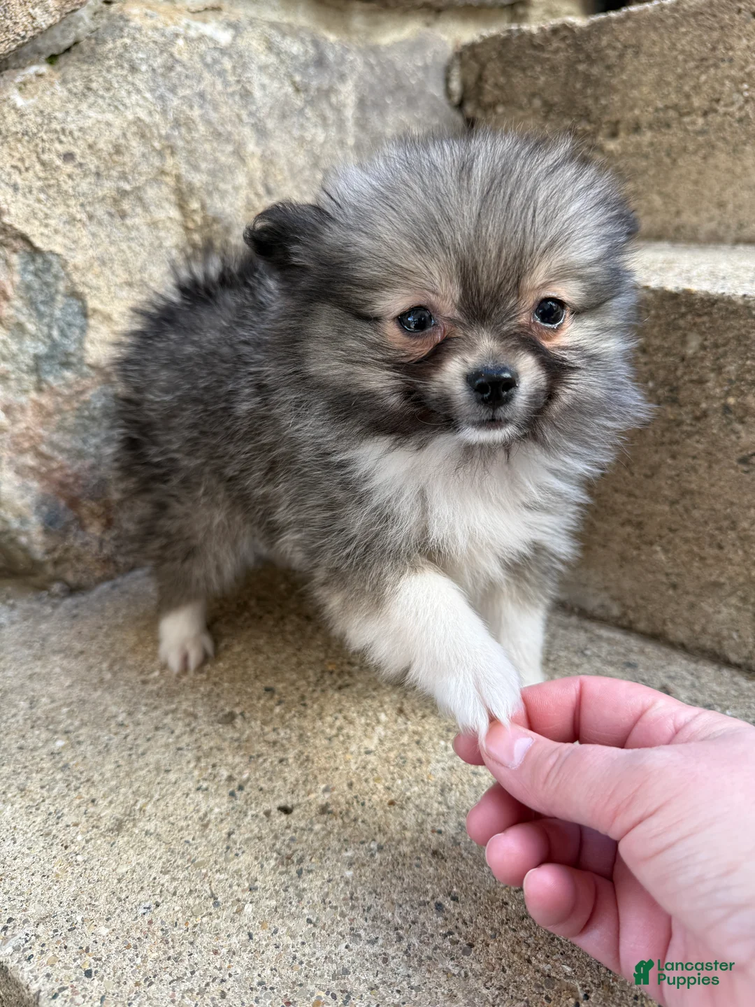 Pomeranian dogs for sale: Lynn - Ad 1