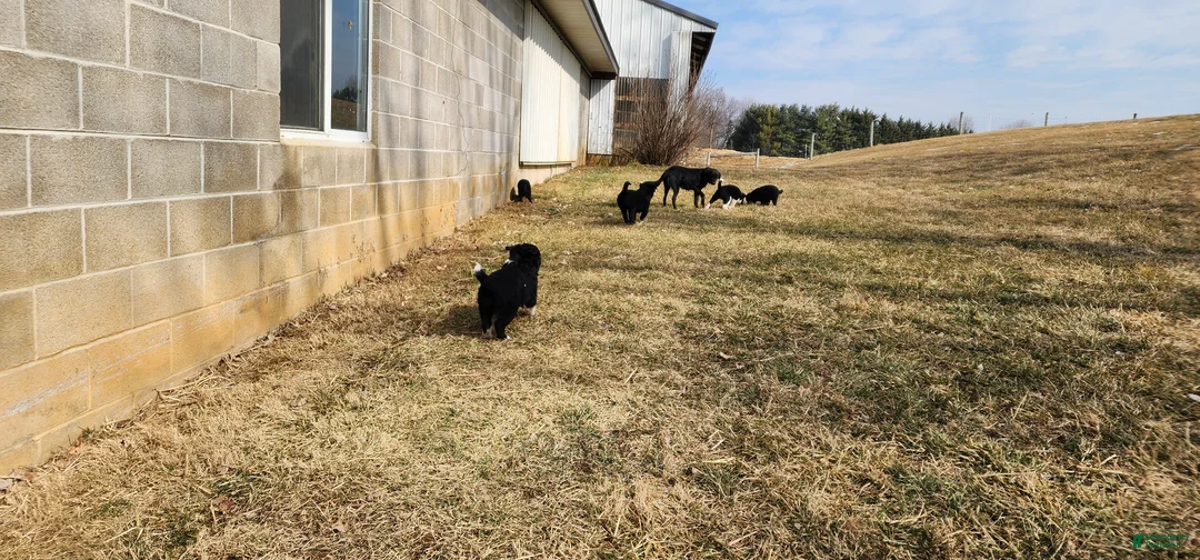 Mixed Breed dogs for sale: Mixed Breed Puppy 2 - Ad 5