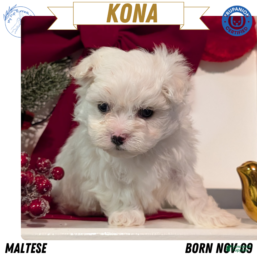 Maltese dogs Kona - Ad 28